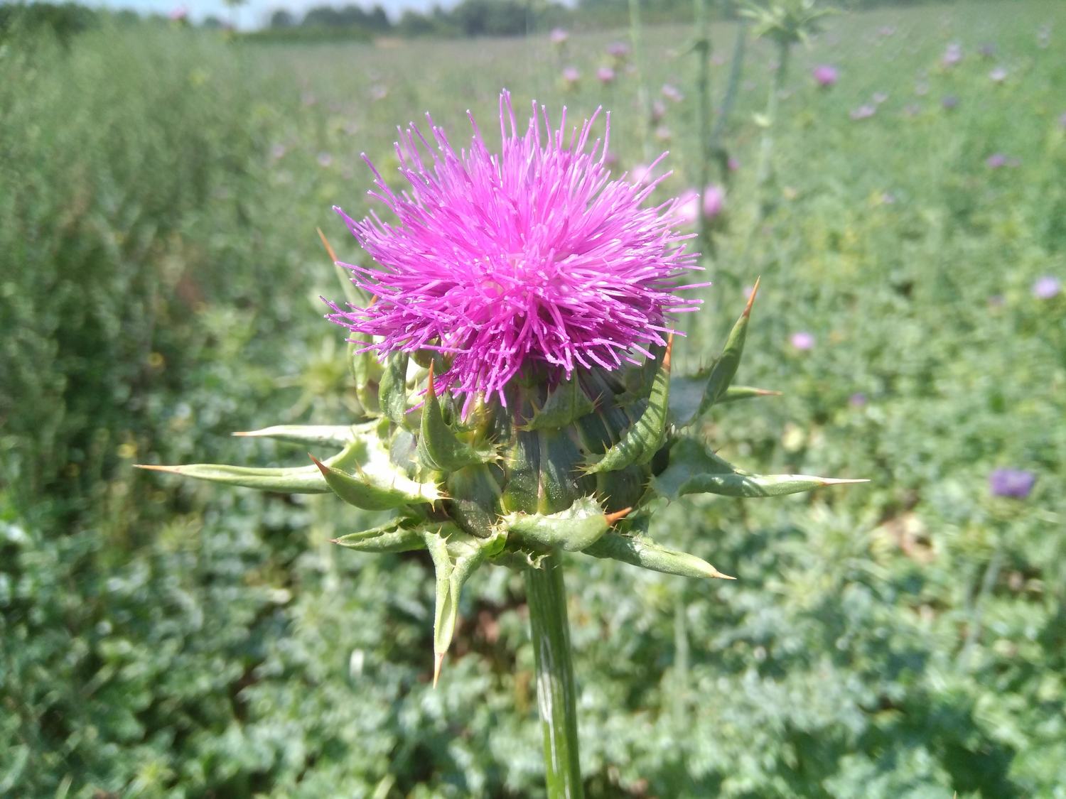 <span style="font-weight: bold;">Ostropest plamisty 2025 świeży zbiór przyjmujemy zamówienia. </span>