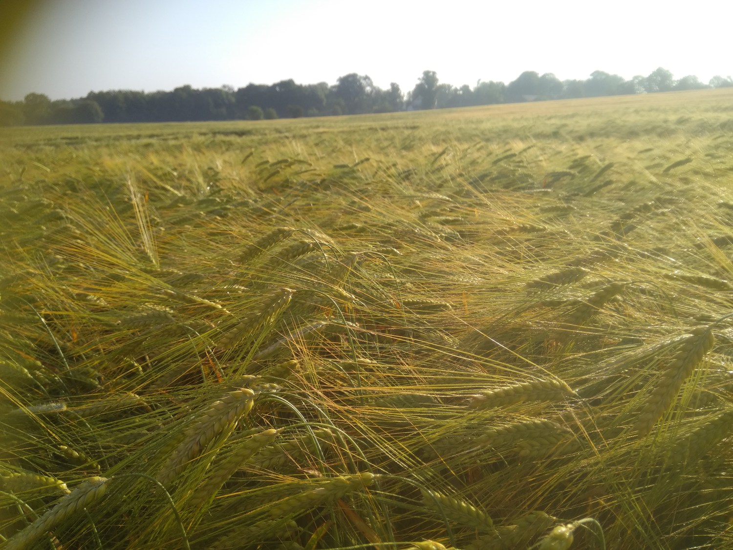 <span style="font-weight: bold;">Zboża paszowe - pszenica, jęczmień</span><br>